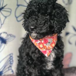 Goldendoodle Puppies from Bourbon and Lace Doodles LLC