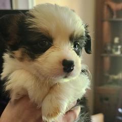 Feather - Black and tan female Pembroke Welsh Corgi puppy in Grand Blanc, Michigan from Dellinger's Corgi's