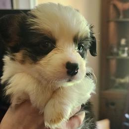 Feather - Black and tan female Pembroke Welsh Corgi puppy in Grand Blanc, Michigan from Dellinger's Corgi's