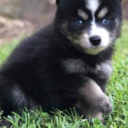 Pomsky Puppies from River Enz Pomskies