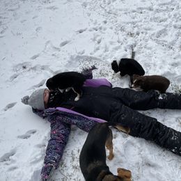 "Texas Snow Litter" Miniature Australian Shepherd Puppies from Integrity Aussies Tx