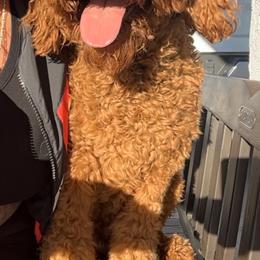 Poodle puppies from gucci_bentleys_goldendoodles