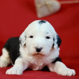 Bernedoodle and Sheepadoodle Puppies from Cooper Creek Puppies