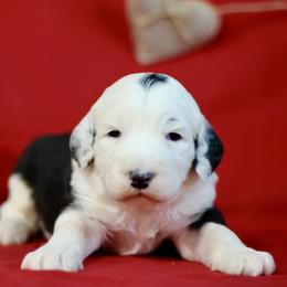 Bernedoodle and Sheepadoodle Puppies from Cooper Creek Puppies