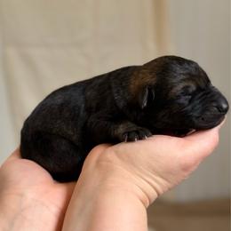 Boy 4 - Sable male German Shepherd puppy in Ashland, Alabama from CzechDDR