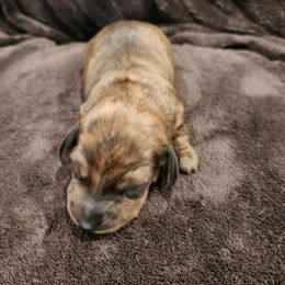 Tiger - Brindle male Dachshund puppy in Littlestown, Pennsylvania from Redeemer's Dachshunds