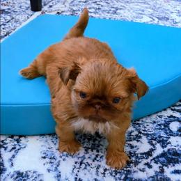 Parker he's 3450 - Red male Shih Tzu puppy in Richmond, Texas from Aleka Shih Tzu