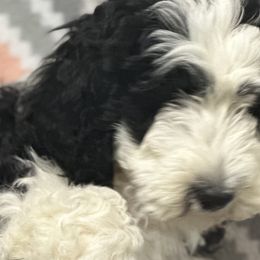 Boy 6 - Black and white Sheepadoodle puppy in Franklin, Texas from Cross Doodles