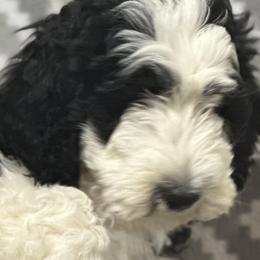 Boy 6 - Black and white Sheepadoodle puppy in Franklin, Texas from Cross Doodles