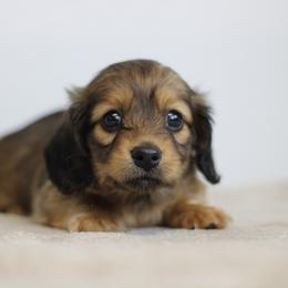 Sapphire - Cream female Dachshund puppy in Alto, Texas from Prima Dachshunds