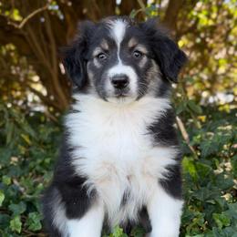 Sydney- Has Tail and Videos - Black tri-color female Australian Shepherd puppy in Troy, South Carolina from Lana Corley- Australian Shepherds of 3/W Farms