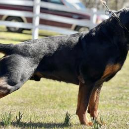 German Shepherds and Rottweilers from El Dorado