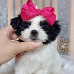 Korean Meadow - Black and white female Mal-Shi puppy in Barren Springs, Virginia from Seeking Shalom Acres Maltese, Maltipoos & Havamalts