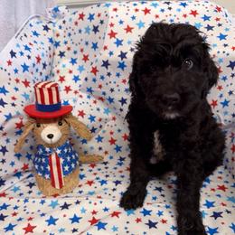 Chardonnay - White and black female Bordoodle puppy in Republic, Missouri from Holland Hilltop Farm