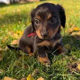 Girl 4 - Black and tan female Dachshund puppy in Terreton, Idaho from BM Mini Doxies