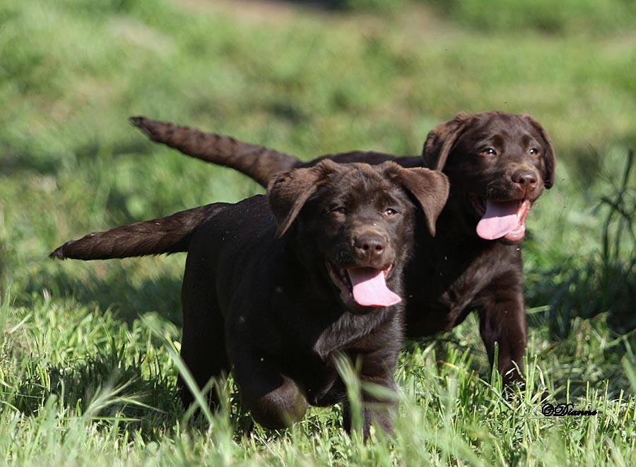 Rycroft Labradors in California Labrador Retriever puppies Good Dog