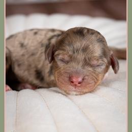 Keeley - Merle female Cockapoo puppy in Connersville, Indiana from Deaz Doodle Ranch