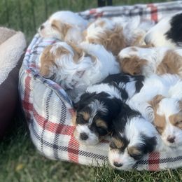 Cavalier King Charles Spaniels and Cavapoos from Precious Puppies