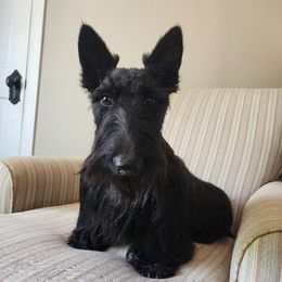 Maggie - Scottish Terrier