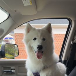 Samoyed puppies from Stirling Silver Samoyeds