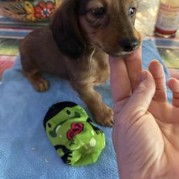Dachshund Puppies from Lori Compoi
