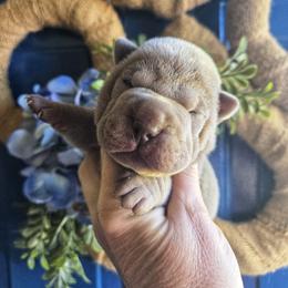 Chinese Shar-Pei Puppies from DCSHARPEI