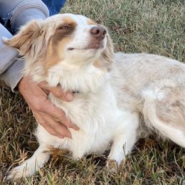 Dottie - Miniature Australian Shepherd