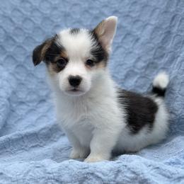 Andy - Black and tan male American Corgi puppy in Washington, Arkansas from Foxy Knoll Farm