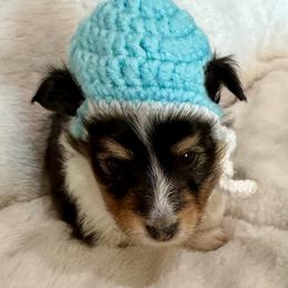 JACK - Black & tan male Toy Shetland Sheepdog puppy in Livonia, Michigan from M7’s Shelties, Toonies & AussieDoodles