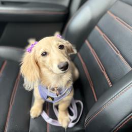 Lady - Dachshund