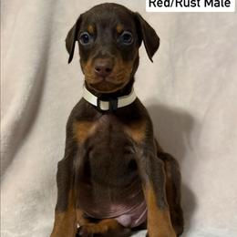 White Collar - Red and rust male Doberman Pinscher puppy in Lake City, Florida from Paintedcrazy Doberman Pinchers