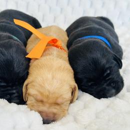 Golden Retriever and Labrador Retriever Puppies from Golden Bundles