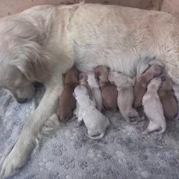 Female 4 - Light golden female Golden Retriever puppy in Merrill, Michigan from Happy Tails Family Farm