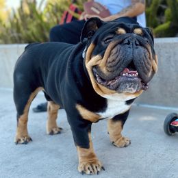 Brewski - Bulldog