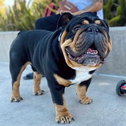 Brewski - Bulldog