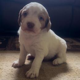 Girl 2 - Orange and white female Brittany puppy in Shinnston, West Virginia from Brookfield Farm Brittanys LLC