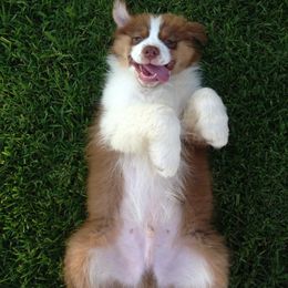 Australian Shepherd Puppies from Triple MMM Kennel