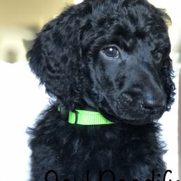 Cloudy (neon-green collar) - Poodle puppy in Burley, Idaho from Soul Poodiful
