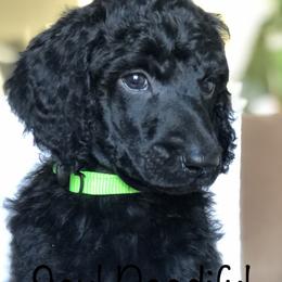 Cloudy (neon-green collar) - Poodle puppy in Burley, Idaho from Soul Poodiful