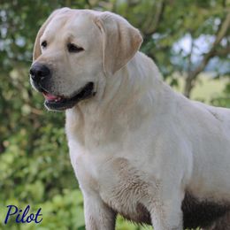Pilot - Labrador Retriever
