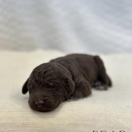 Labradoodle Puppies from Raising Doodles