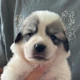Chewie - White and badger male Great Pyrenees puppy in Murfreesboro, Tennessee from Storybook Tails Farm
