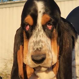 Girl 1 - 💜 - Basset Hound puppy from Long's Mount Olympus Basset Hounds