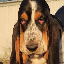 Girl 1 - 💜 - Basset Hound puppy from Long's Mount Olympus Basset Hounds