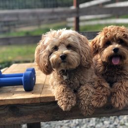 Maltipoo All Grown Up from Maltipoo FurBabies