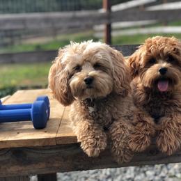 Maltipoo All Grown Up from Maltipoo FurBabies