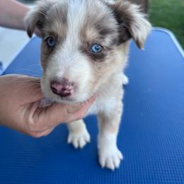 Red collar boy - Red merle male Australian Shepherd puppy in Flat Rock, Alabama from Fluffy Butt Acres