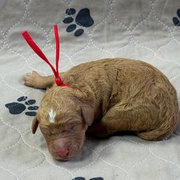 Red - Apricot male Goldendoodle puppy in Rockford, Ohio from 419 Goldendoodles