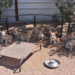 Pembroke Welsh Corgi Puppies from Amatskennel - Stubby Tails Ranch