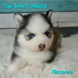 Mascarade - Black and white female Pomsky puppy in Krum, Texas from Paw-Some Pomskies